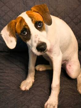 Napa Dapa Duey -  Hound and Great Pyrenees Dog for Adoption in El Dorado, Arkansas - Napa Dapa Duey | PetCurious