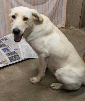 Chavies -  Yellow Labrador Retriever Dog for Adoption in Melbourne, Kentucky - Chavies | PetCurious