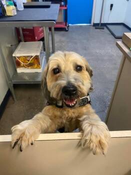 Hollie -  Mixed Breed Dog for Adoption in Ocala, Florida - Hollie | PetCurious