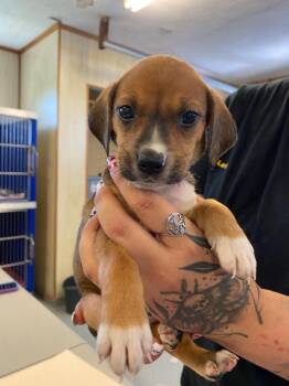 Choco-loco Swirl -  Mixed Breed Dog for Adoption in Hillsboro, Ohio - Choco-loco Swirl | PetCurious