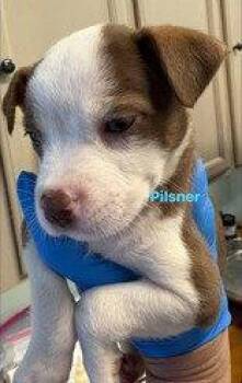 Pilsner -  Australian Cattle Dog Blue Heeler Dog for Adoption in Newport, Kentucky - Pilsner | PetCurious