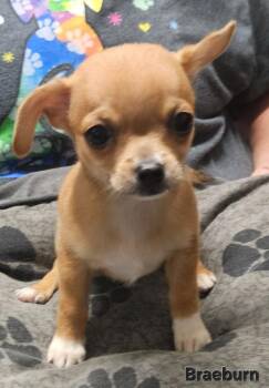 Braeburn -  Chihuahua Dog for Adoption in Ellijay, Georgia - Braeburn | PetCurious