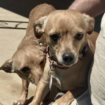 Chihuahua Dogs Available for Adoption in Glenelg, Maryland - Eli - Bonded With Jasmine | PetCurious