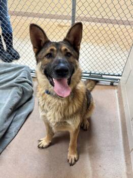 Rescue German Shepherd Dog and Mixed Breed Dogs for Adoption in Kalispell, Montana - Rauser | PetCurious