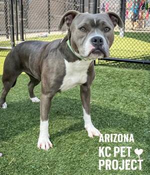 Pit Bull Terrier and Mixed Breed Dogs Available for Adoption in Kansas City, Missouri - Arizona | PetCurious
