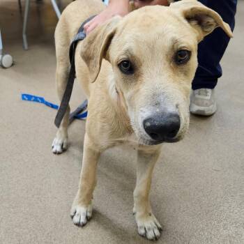 Bert -  Labrador Retriever Dog for Adoption in Corpus Christi, Texas - Bert | PetCurious