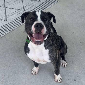 American Bully Dogs Available for Adoption - Bowtie | PetCurious