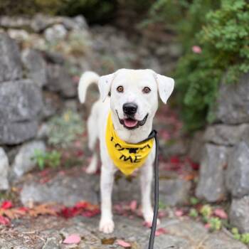 Colland -  Labrador Retriever Dog for Adoption in Bellingham, Washington - Colland | PetCurious