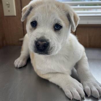 Mixed Breed Dogs Available for Adoption - Troy Bolton | PetCurious