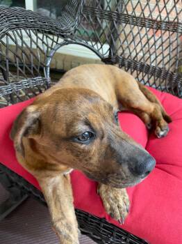 Floppy Frank -  Dachshund and Hound Dog for Adoption in Pensacola, Florida - Floppy Frank | PetCurious