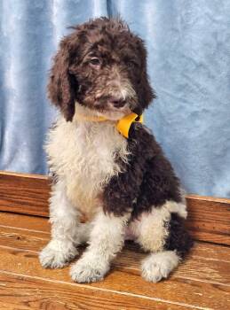 Pesto -  Standard Poodle Dog for Adoption in East Sparta, Ohio - Pesto | PetCurious