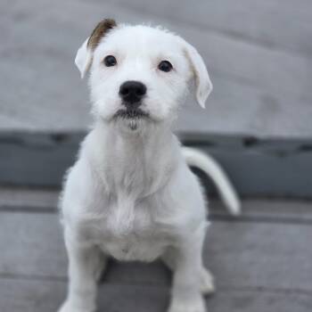 Wirehaired Terrier Dogs Available for Adoption - Ginger | PetCurious