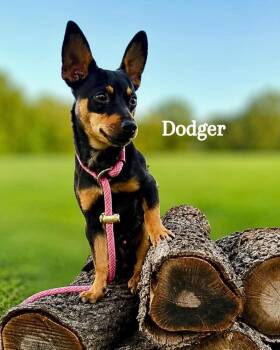 Dodger -  Terrier and Dalmatian Dog for Adoption in Saugus, Massachusetts - Dodger | PetCurious