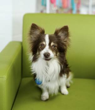 Papillon Dogs Available for Adoption in Pasadena, California - Apollo | PetCurious
