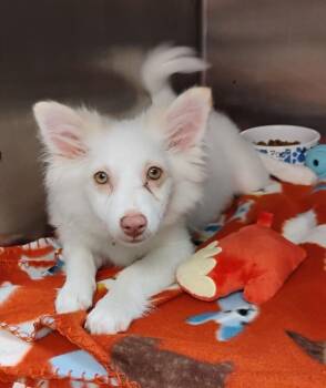 Puff #121 -  Pomeranian Dog for Adoption in New Lexington, Ohio - Puff #121 | PetCurious