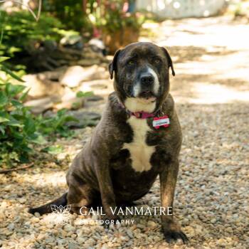 Labrador Retriever and Pit Bull Terrier Dogs Available for Adoption in Wake Forest, North Carolina - Josephine | PetCurious