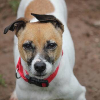 Scrappi -  Rat Terrier Dog for Adoption in Hayward, Wisconsin - Scrappi | PetCurious
