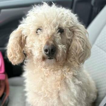 Goldendoodle Dogs Available for Adoption - Pearlie Sue | PetCurious