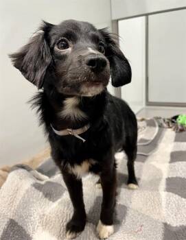 Poodle and Mixed Breed Dogs Available for Adoption in San Francisco, California - MAPLE | PetCurious