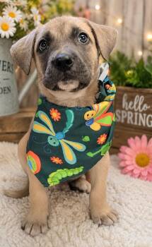 Brogan -  Black Mouth Cur Dog for Adoption in Sanford, Florida - Brogan | PetCurious