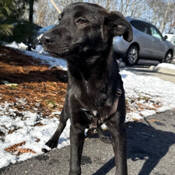 Husky and Mixed Breed Dogs Available for Adoption - Duchess Pompom | PetCurious