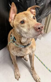 Mixed Breed Dogs Available for Adoption in West Chester, Pennsylvania - King Von | PetCurious