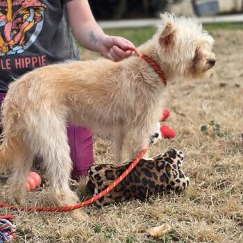 Yorkshire Terrier Dogs Available for Adoption - LILA | PetCurious