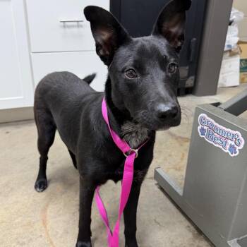 Leena -  Black Labrador Retriever Dog for Adoption in Madisonville, Kentucky - Leena | PetCurious