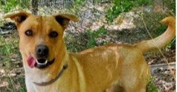 Rescue Australian Cattle Dog Blue Heeler Dogs for Adoption in Los Lunas, New Mexico - Marion's Sasa | PetCurious