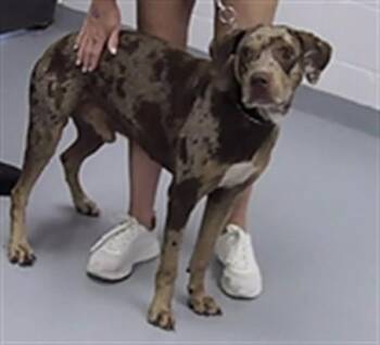 GUPPY -  Catahoula Leopard Dog and Mixed Breed Dog for Adoption in St. Cloud, Florida - GUPPY | PetCurious
