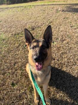 Charlie -  German Shepherd Dog Dog for Adoption in Douglasville, Georgia - Charlie | PetCurious