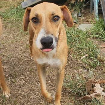 Shay -  Rottweiler Dog for Adoption in Isabela, Isabela - Shay | PetCurious