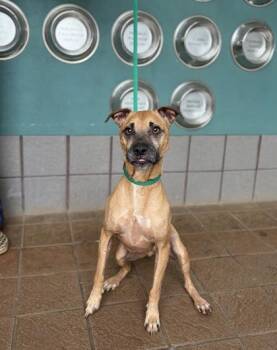 Pippen -  Mixed Breed Dog for Adoption in Honolulu, Hawaii - Pippen | PetCurious