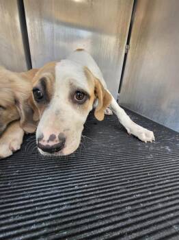 BUGSY -  Labrador Retriever Dog for Adoption in San Antonio, Texas - BUGSY | PetCurious