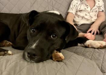 American Staffordshire Terrier Dogs Available for Adoption - Harvey  | PetCurious