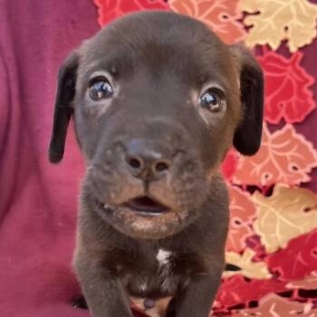 Clove -  Mountain Cur Dog for Adoption in Cartersville, Georgia - Clove | PetCurious