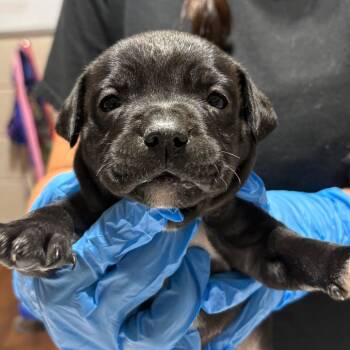 Spaghetti -  Mixed Breed Dog for Adoption in Milton, Florida - Spaghetti | PetCurious