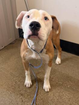 Jolene -  Pit Bull Terrier Dog for Adoption in Cleveland, Ohio - Jolene | PetCurious