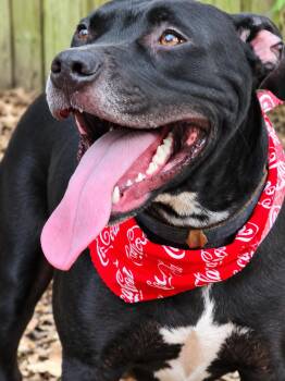 Mia -  Staffordshire Bull Terrier Dog for Adoption in Nahunta, Georgia - Mia | PetCurious