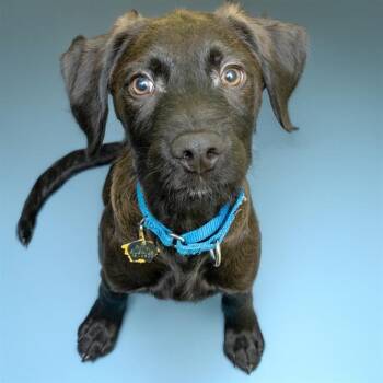 Labrador Retriever and Giant Schnauzer Dogs Available for Adoption - FIG | PetCurious