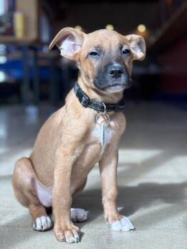 Mixed Breed Dogs Available for Adoption - Roma | PetCurious