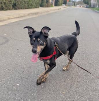 Mixed Breed Dogs Available for Adoption - Ciabatta | PetCurious