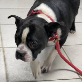Boston Terrier Dogs Available for Adoption in Savannah, Georgia - Y2K | PetCurious