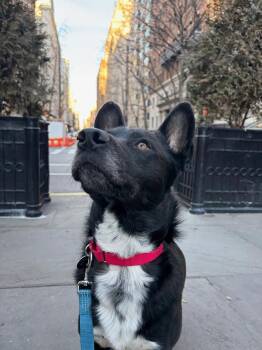 Husky and Shepherd Dogs Available for Adoption - Leo | PetCurious