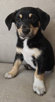 Terrier and Dachshund Dogs Available for Adoption in Sunnyvale, California - Buzz | PetCurious