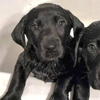 Black Labrador Retriever Dogs Available for Adoption - Lemon | PetCurious