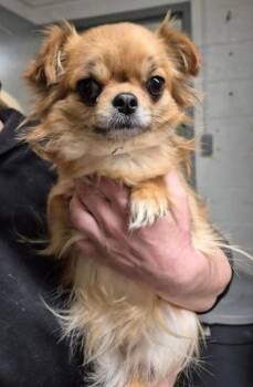 Chihuahua Dogs Available for Adoption in Butte, Montana - Yoshi | PetCurious