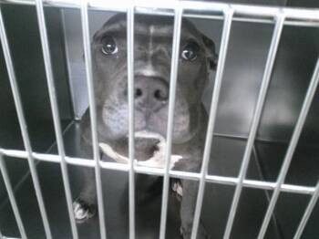 A476417 -  Pit Bull Terrier Dog for Adoption in Oklahoma City, Oklahoma - A476417 | PetCurious
