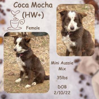 Australian Shepherd Dogs Available for Adoption - Coca Mocha | PetCurious