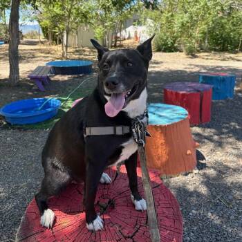 Rescue Pit Bull Terrier and Husky Dogs for Adoption in New Washoe City, Nevada - Dash | PetCurious